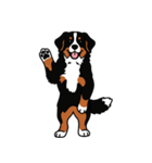 バーニーズマウンテンドッグのスタンプ2（個別スタンプ：7）
