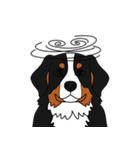 バーニーズマウンテンドッグのスタンプ2（個別スタンプ：10）