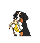 バーニーズマウンテンドッグのスタンプ2（個別スタンプ：11）