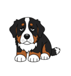 バーニーズマウンテンドッグのスタンプ2（個別スタンプ：13）