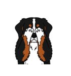 バーニーズマウンテンドッグのスタンプ2（個別スタンプ：14）