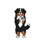 バーニーズマウンテンドッグのスタンプ2（個別スタンプ：15）