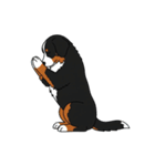 バーニーズマウンテンドッグのスタンプ2（個別スタンプ：16）