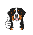 バーニーズマウンテンドッグのスタンプ2（個別スタンプ：19）