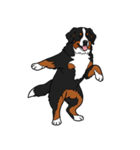 バーニーズマウンテンドッグのスタンプ2（個別スタンプ：21）