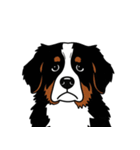 バーニーズマウンテンドッグのスタンプ2（個別スタンプ：24）