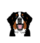 バーニーズマウンテンドッグのスタンプ2（個別スタンプ：26）