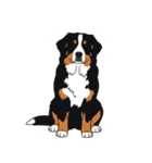 バーニーズマウンテンドッグのスタンプ2（個別スタンプ：27）