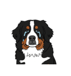 バーニーズマウンテンドッグのスタンプ2（個別スタンプ：28）