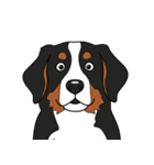 バーニーズマウンテンドッグのスタンプ2（個別スタンプ：29）