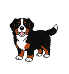 バーニーズマウンテンドッグのスタンプ2（個別スタンプ：31）