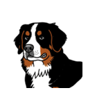 バーニーズマウンテンドッグのスタンプ2（個別スタンプ：32）