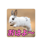うさぎ生活100%（個別スタンプ：1）