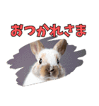 うさぎ生活100%（個別スタンプ：4）