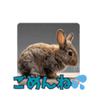 うさぎ生活100%（個別スタンプ：8）