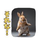 うさぎ生活100%（個別スタンプ：9）