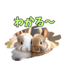 うさぎ生活100%（個別スタンプ：11）