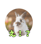 うさぎ生活100%（個別スタンプ：13）