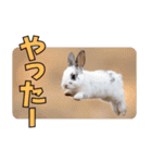 うさぎ生活100%（個別スタンプ：14）