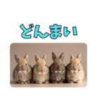 うさぎ生活100%（個別スタンプ：15）