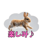 うさぎ生活100%（個別スタンプ：16）