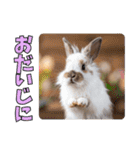 うさぎ生活100%（個別スタンプ：18）