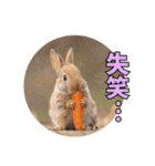 うさぎ生活100%（個別スタンプ：20）