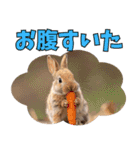 うさぎ生活100%（個別スタンプ：31）
