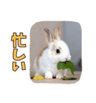 うさぎ生活100%（個別スタンプ：32）