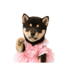 アイドルになった黒柴の赤ちゃん（個別スタンプ：1）