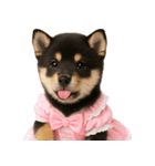 アイドルになった黒柴の赤ちゃん（個別スタンプ：3）