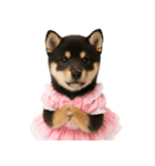 アイドルになった黒柴の赤ちゃん（個別スタンプ：4）