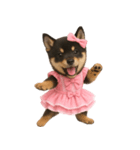 アイドルになった黒柴の赤ちゃん（個別スタンプ：5）