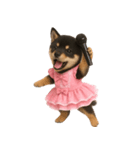 アイドルになった黒柴の赤ちゃん（個別スタンプ：6）