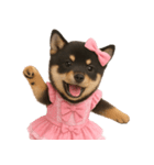 アイドルになった黒柴の赤ちゃん（個別スタンプ：7）