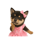 アイドルになった黒柴の赤ちゃん（個別スタンプ：8）