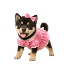 アイドルになった黒柴の赤ちゃん（個別スタンプ：9）