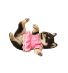 アイドルになった黒柴の赤ちゃん（個別スタンプ：10）