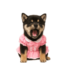 アイドルになった黒柴の赤ちゃん（個別スタンプ：14）