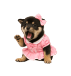 アイドルになった黒柴の赤ちゃん（個別スタンプ：15）