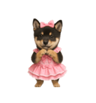 アイドルになった黒柴の赤ちゃん（個別スタンプ：16）