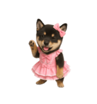 アイドルになった黒柴の赤ちゃん（個別スタンプ：17）