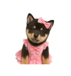 アイドルになった黒柴の赤ちゃん（個別スタンプ：18）