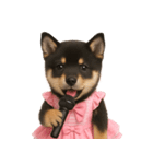 アイドルになった黒柴の赤ちゃん（個別スタンプ：19）
