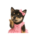 アイドルになった黒柴の赤ちゃん（個別スタンプ：20）