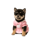 アイドルになった黒柴の赤ちゃん（個別スタンプ：21）