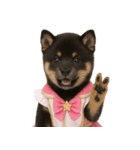 アイドルになった黒柴の赤ちゃん（個別スタンプ：28）
