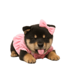 アイドルになった黒柴の赤ちゃん（個別スタンプ：29）