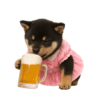 アイドルになった黒柴の赤ちゃん（個別スタンプ：30）