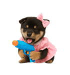 アイドルになった黒柴の赤ちゃん（個別スタンプ：31）